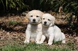 LABRADOR 1035
